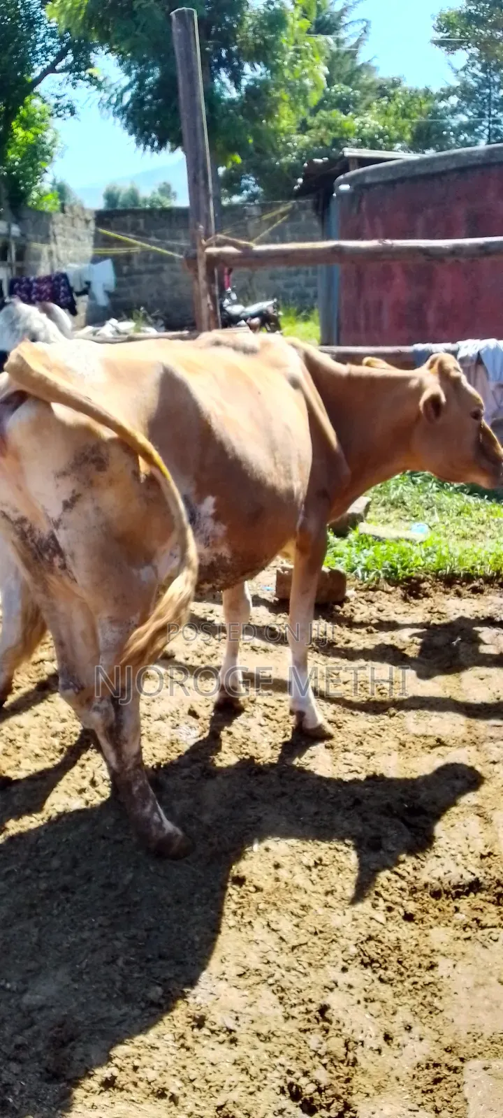 Dairy Cows