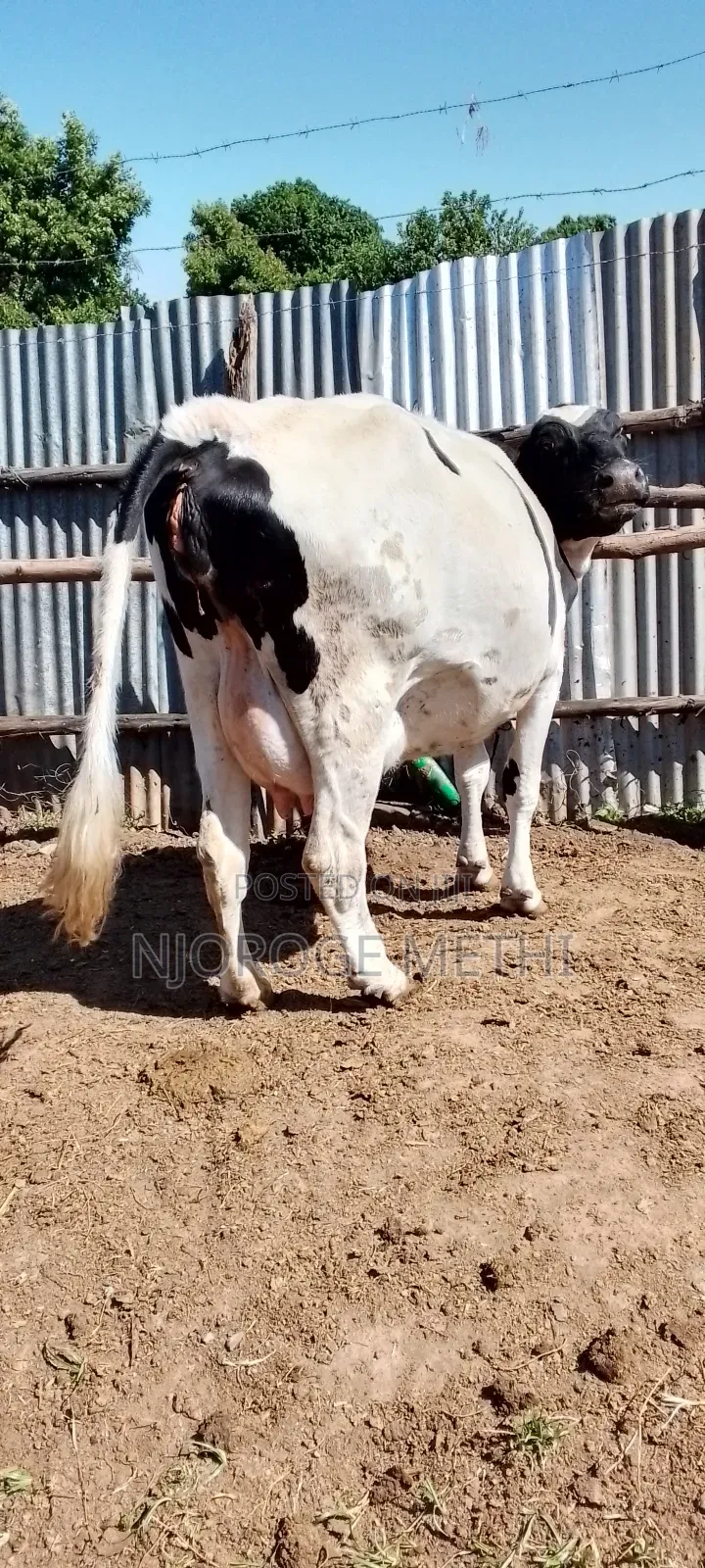 Dairy Cows