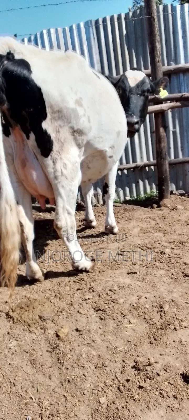 Dairy Cows