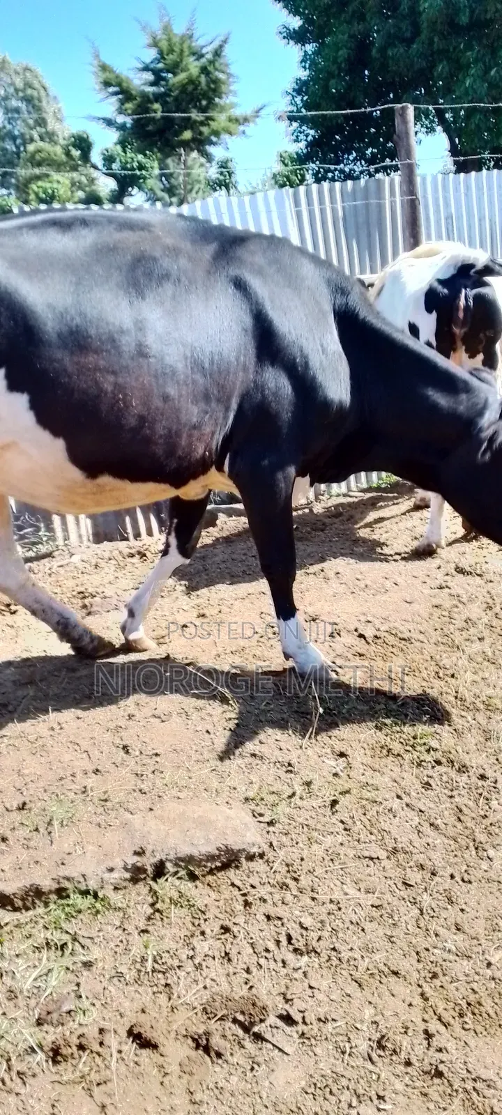 Dairy Cows