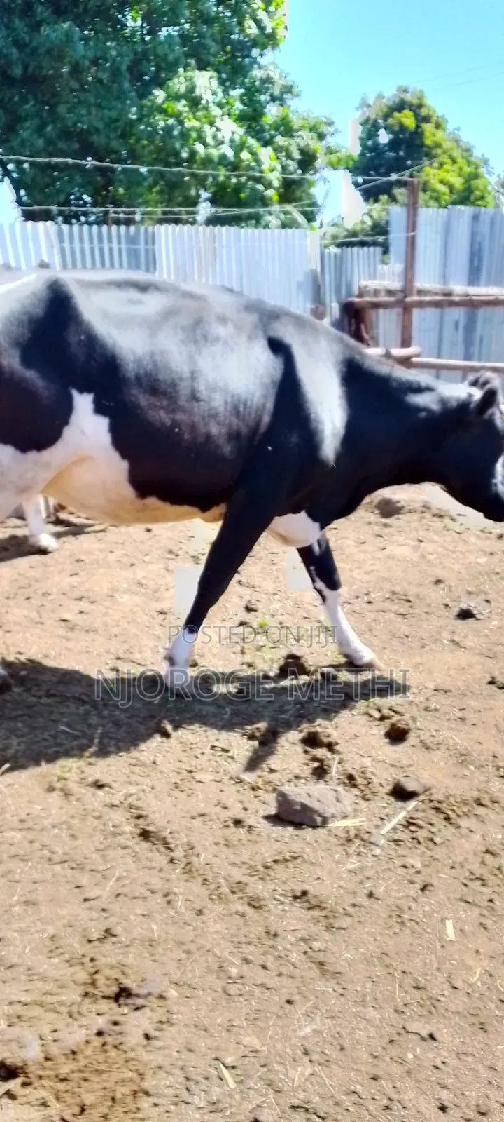 Dairy Cows