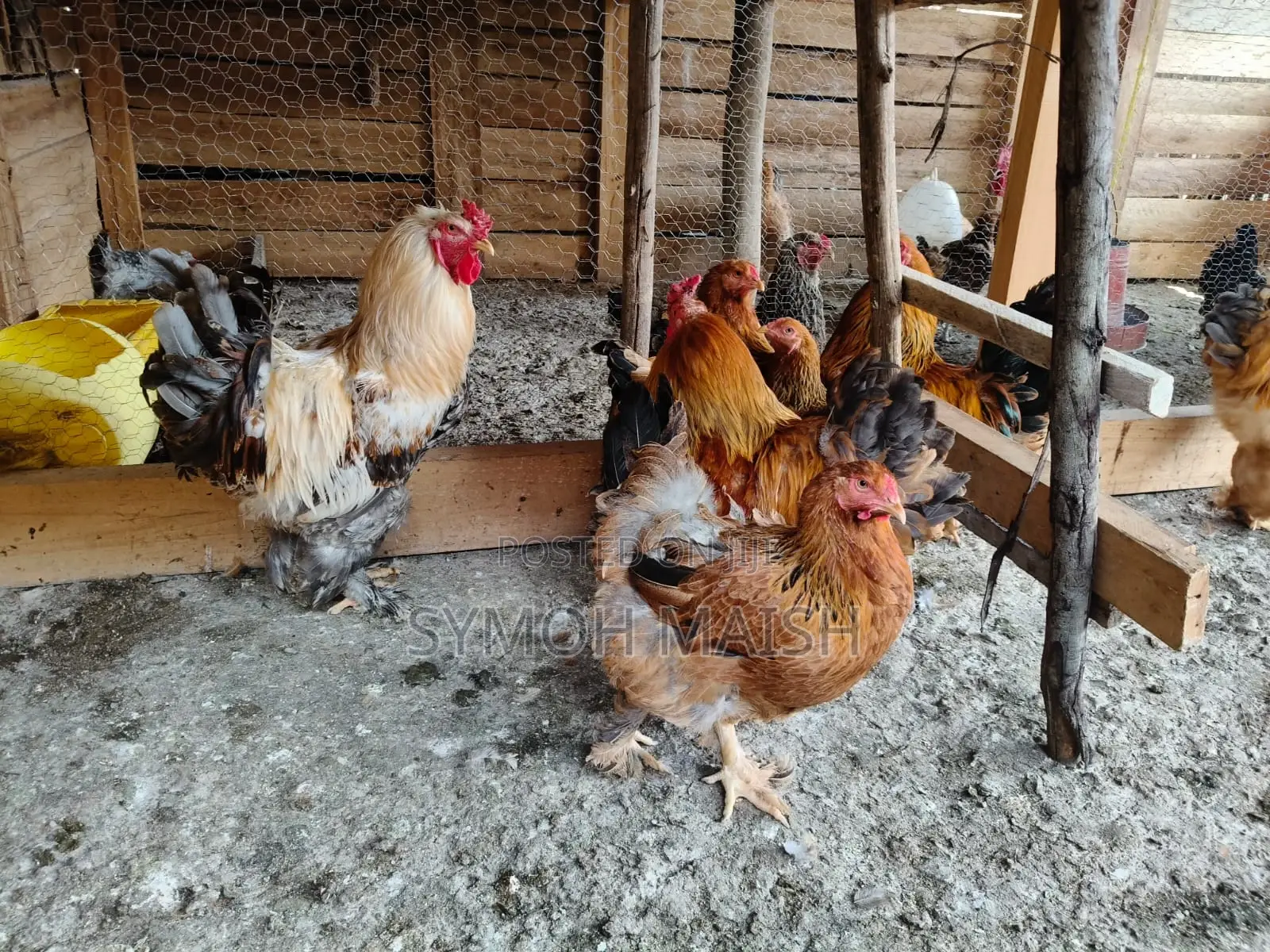 Brahma Eggs and Chickens & Kienyeji Chickens for Sale