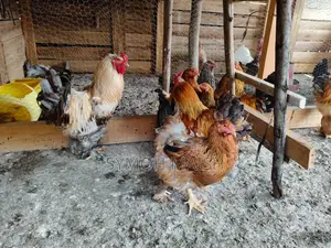 Brahma Eggs and Chickens & Kienyeji Chickens for Sale