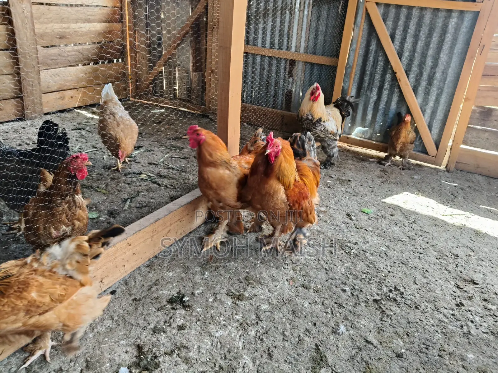 Brahma Eggs and Chickens & Kienyeji Chickens for Sale