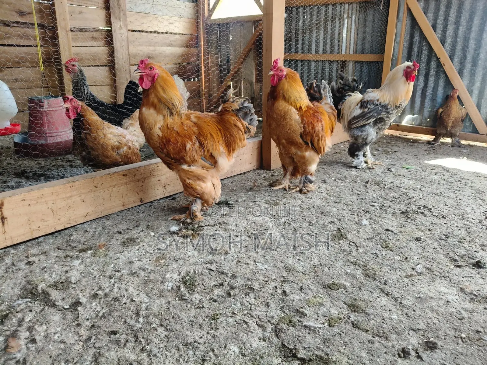 Brahma Eggs and Chickens & Kienyeji Chickens for Sale