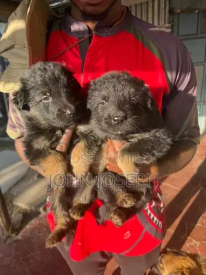 1-3 months Male Purebred German Shepherd