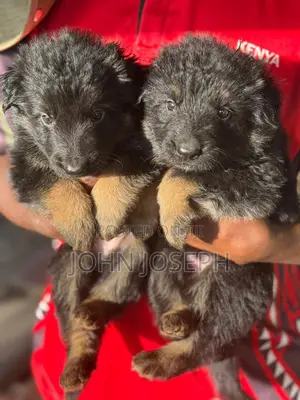 1-3 months Male Purebred German Shepherd
