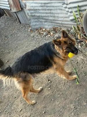 1-3 months Male Purebred German Shepherd