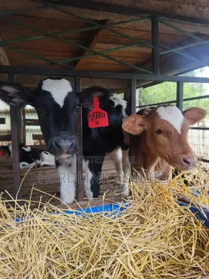 Weaner Calves