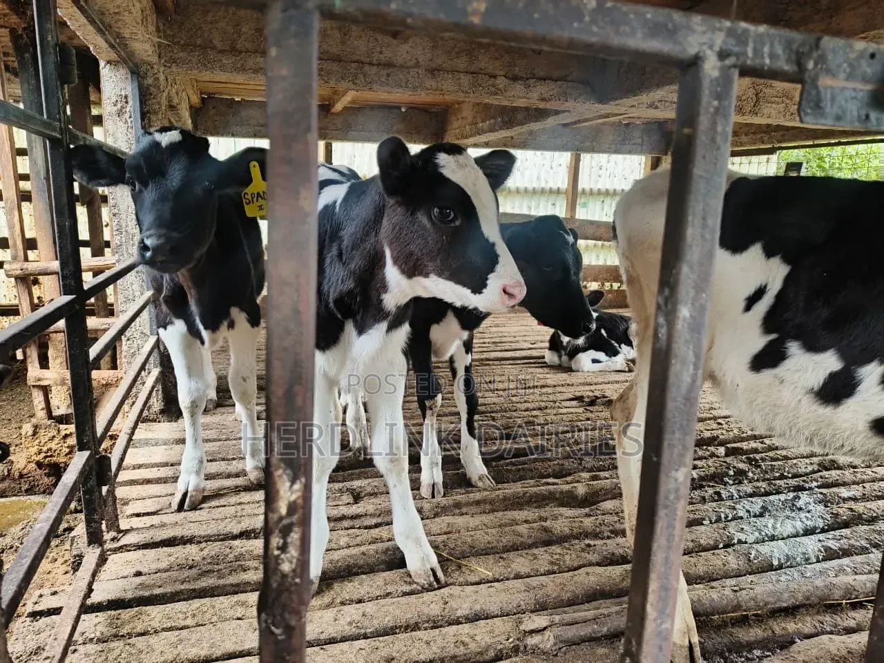 Weaner Calves