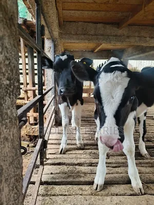 Weaner Calves