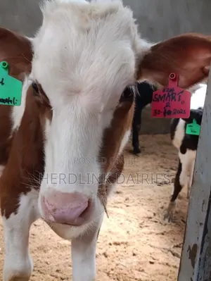 Weaner Calves