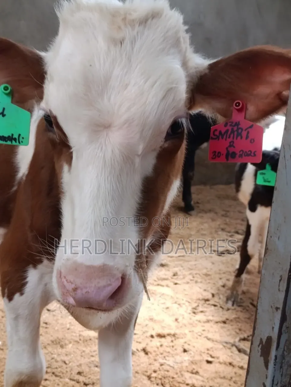 Weaner Calves