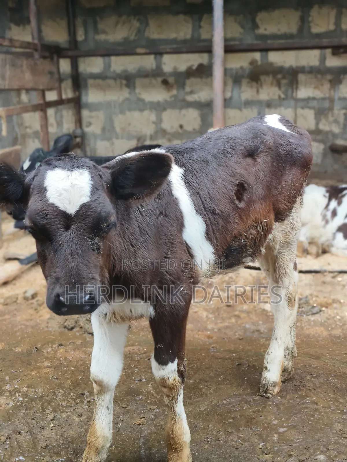 Weaner Calves