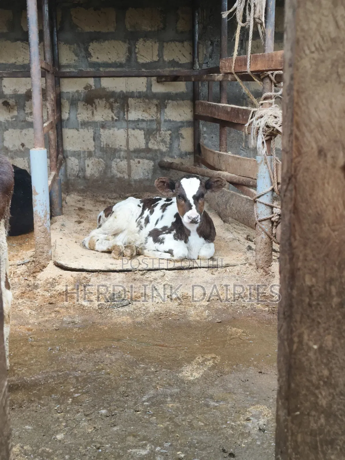 Weaner Calves