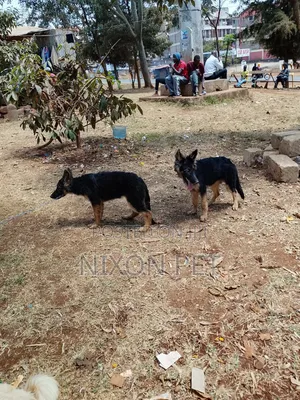 3-6 months Female Purebred German Shepherd