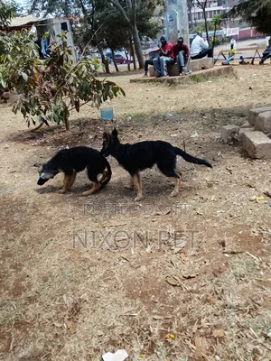 3-6 months Female Purebred German Shepherd