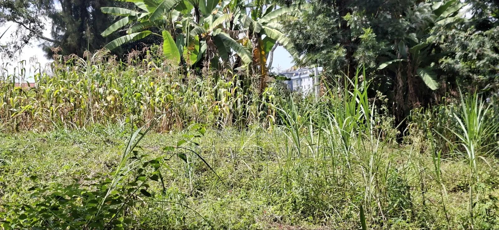 🏢 Prime 1⁄2 Acre Apartment Development Land for Sale / Jv – Kabete