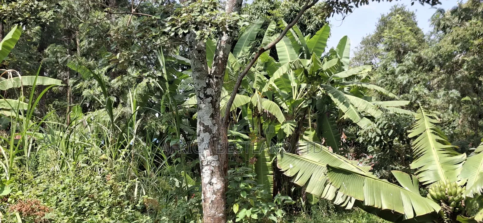 🏢 Prime 1⁄2 Acre Apartment Development Land for Sale / Jv – Kabete