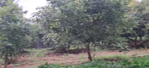 🏡🥑 2-Bedroom Bungalow on 2 Acres