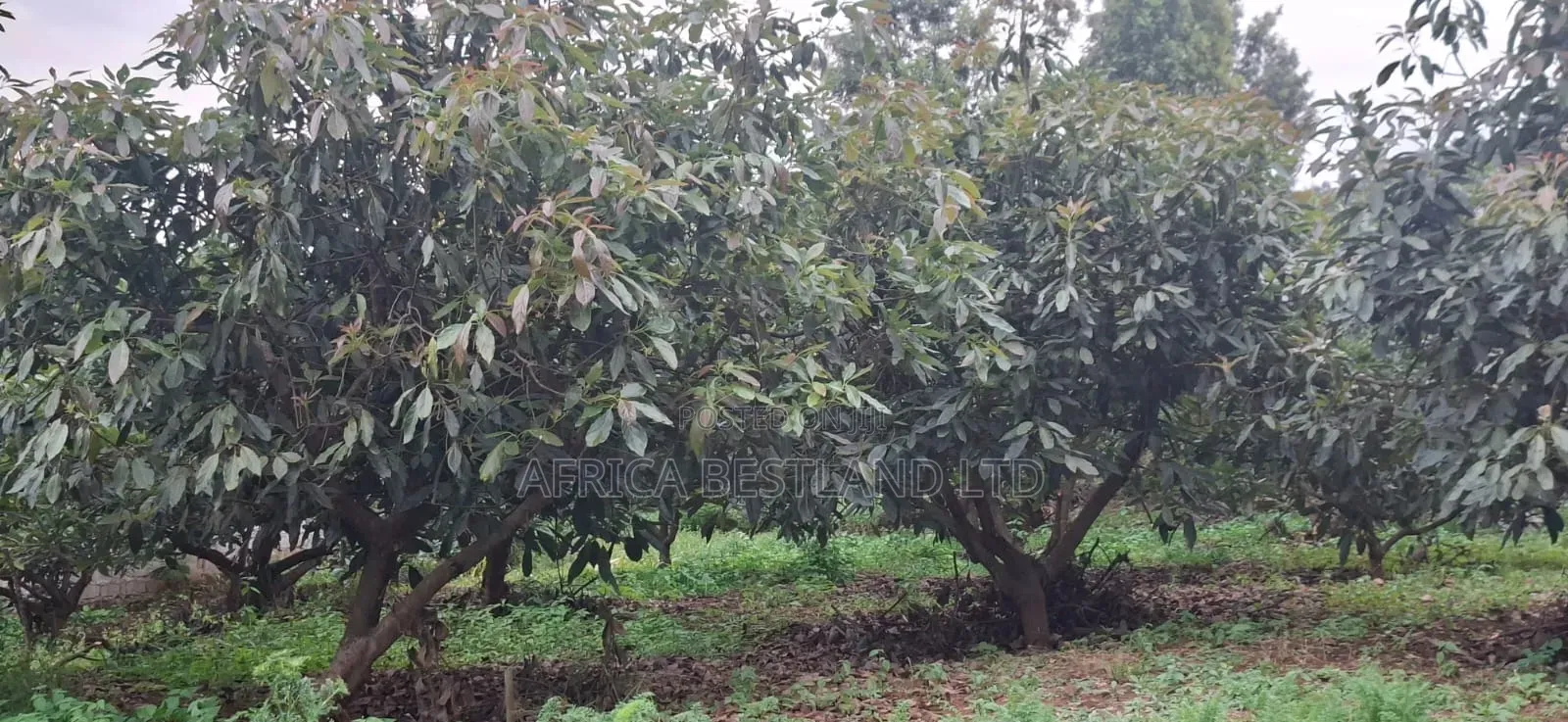🏡🥑 2-Bedroom Bungalow on 2 Acres