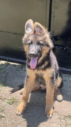 1-3 months Male Purebred German Shepherd