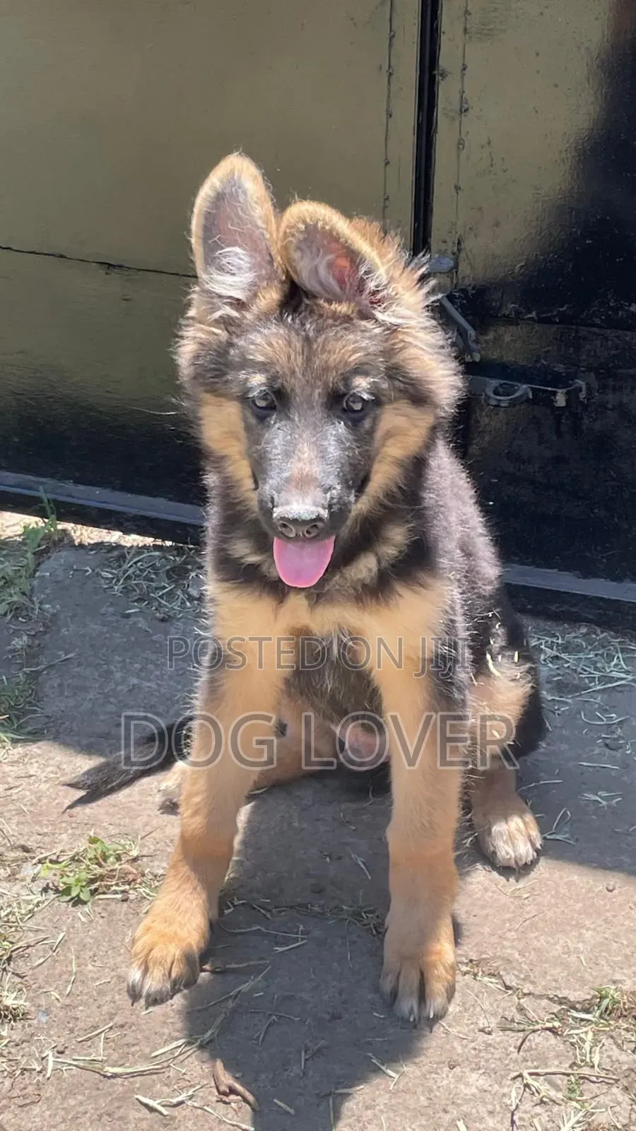 1-3 months Male Purebred German Shepherd