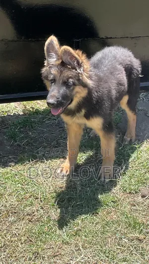 1-3 months Male Purebred German Shepherd