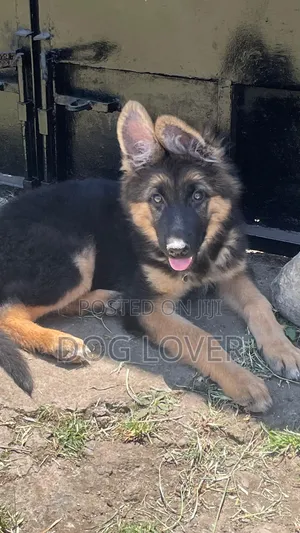 1-3 months Male Purebred German Shepherd