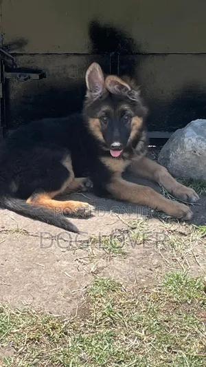 1-3 months Male Purebred German Shepherd