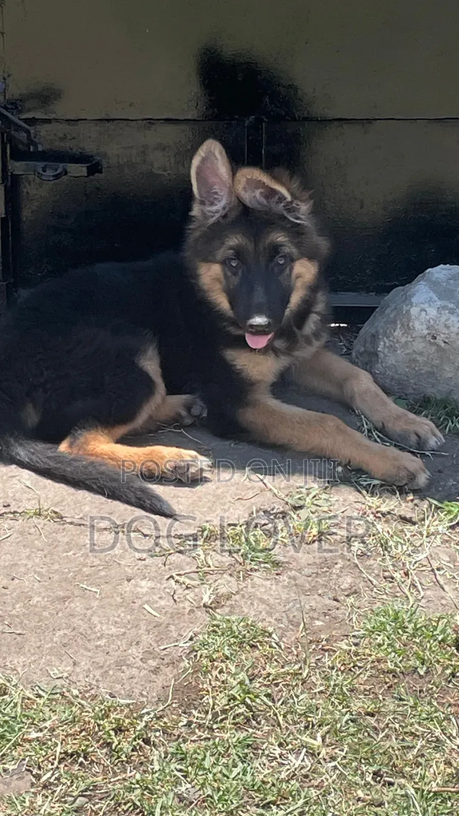 1-3 months Male Purebred German Shepherd