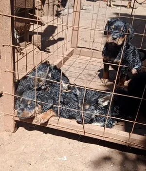 1-3 months Female Purebred Rottweiler