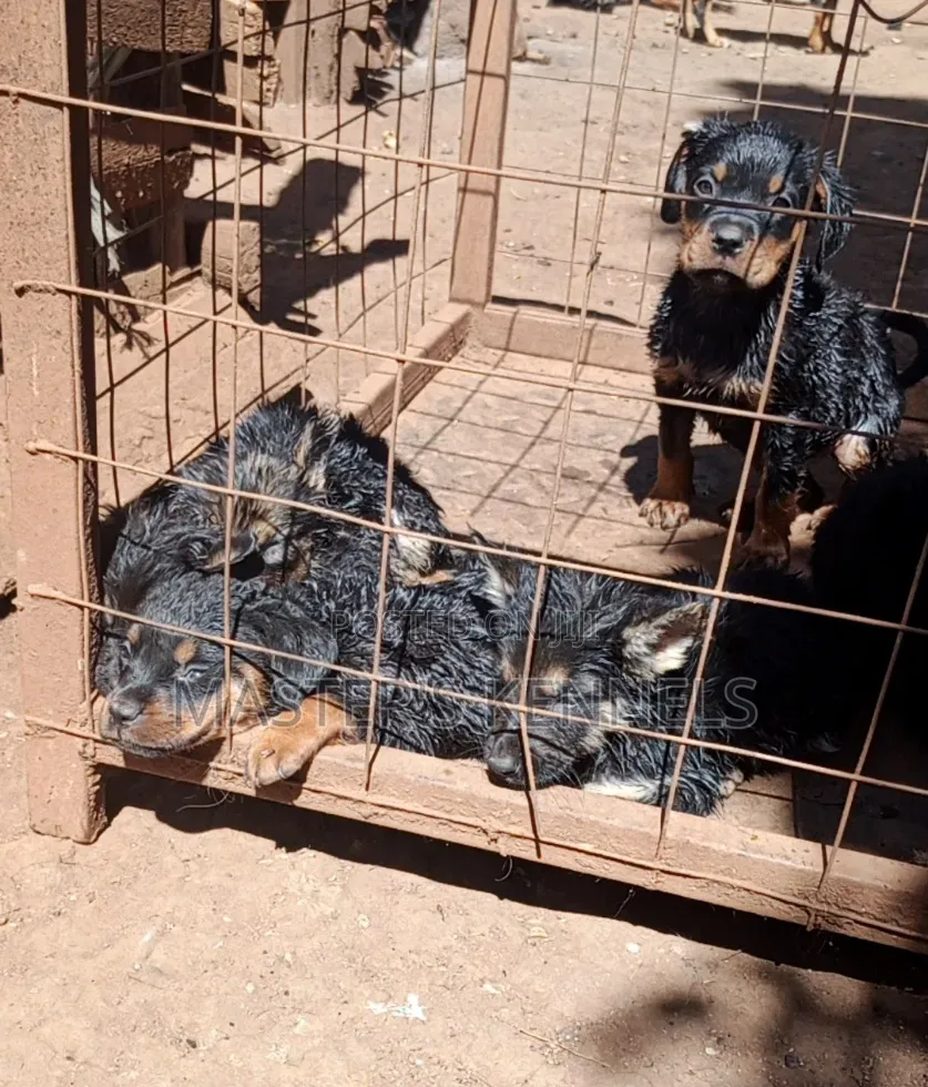 1-3 months Female Purebred Rottweiler