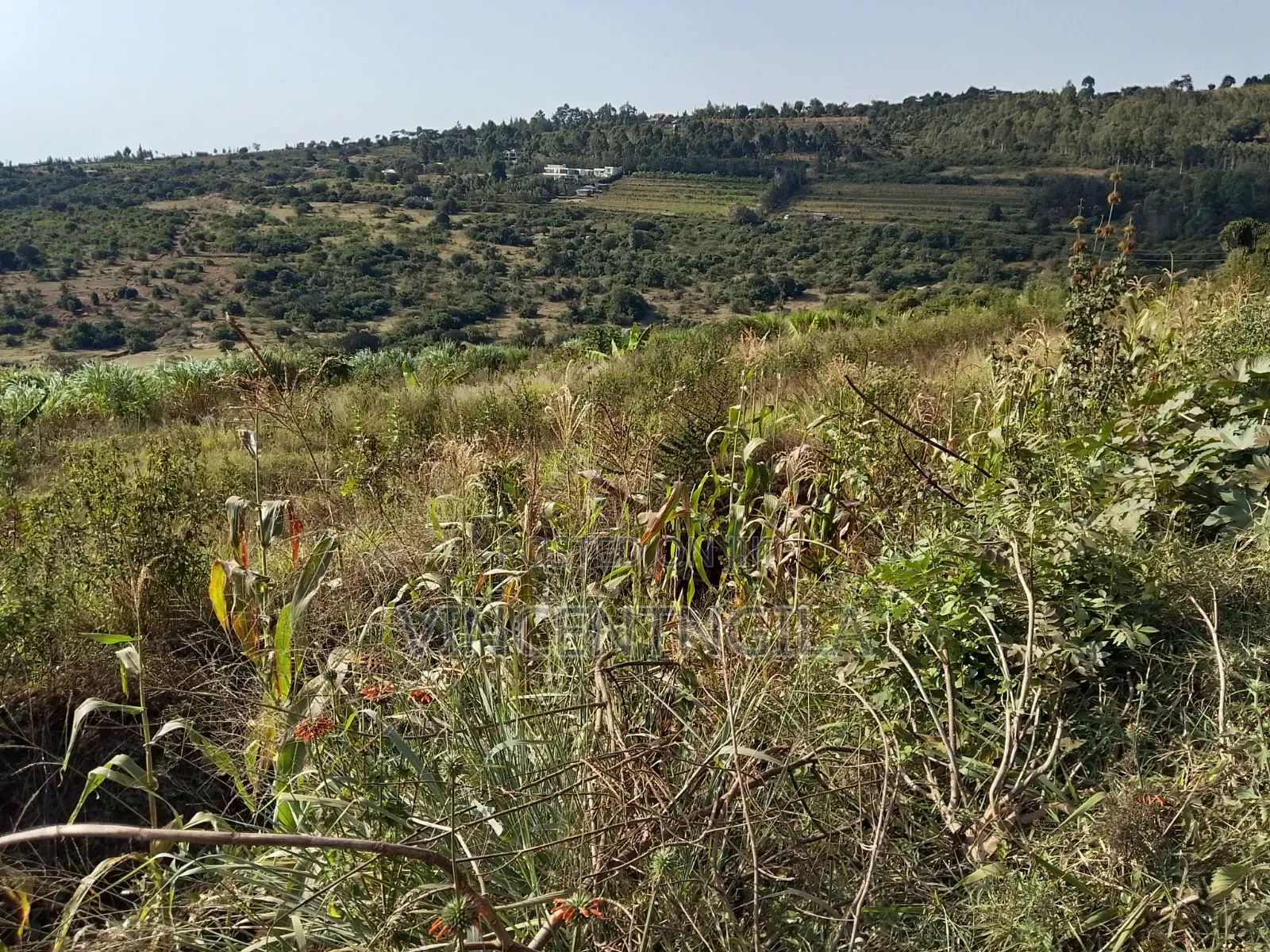 Mua Hills Land for Sale