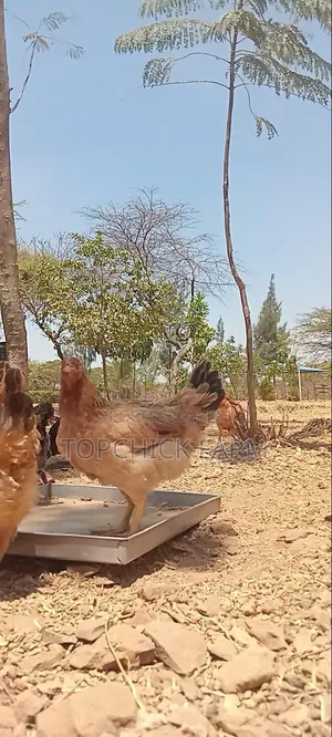 4 Months Old Sasso F1 Chicken