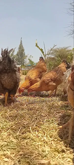 4 Months Old Sasso F1 Chicken