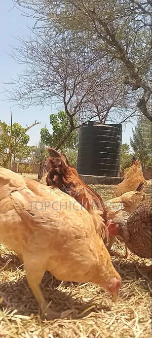 4 Months Old Sasso F1 Chicken