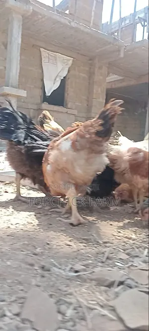 4 Months Old Sasso F1 Chicken