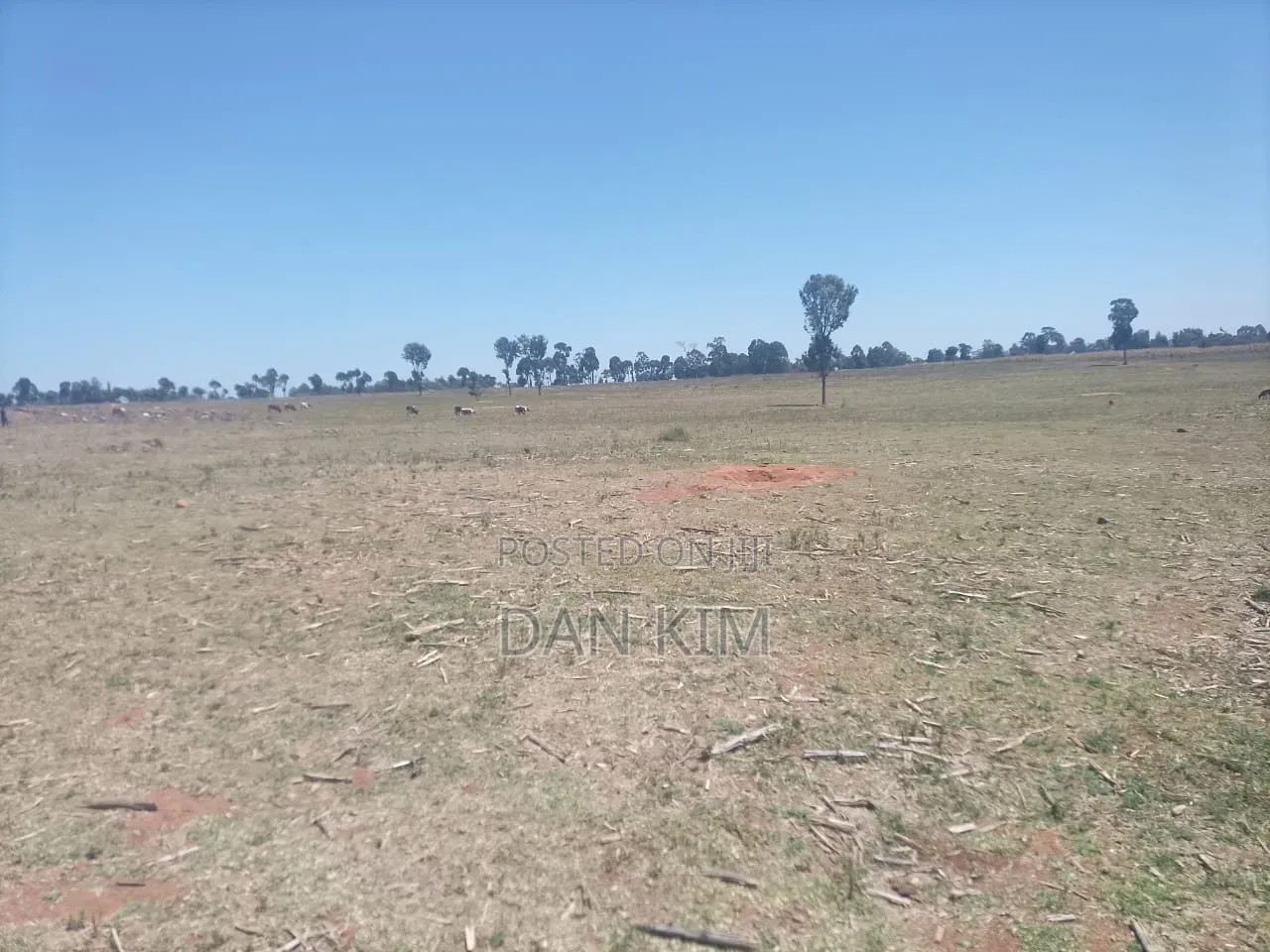 80 Acres in Rumuruti