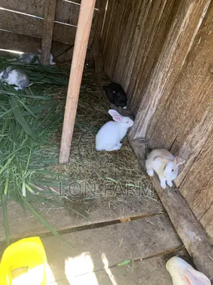 Best Quality Rabbits