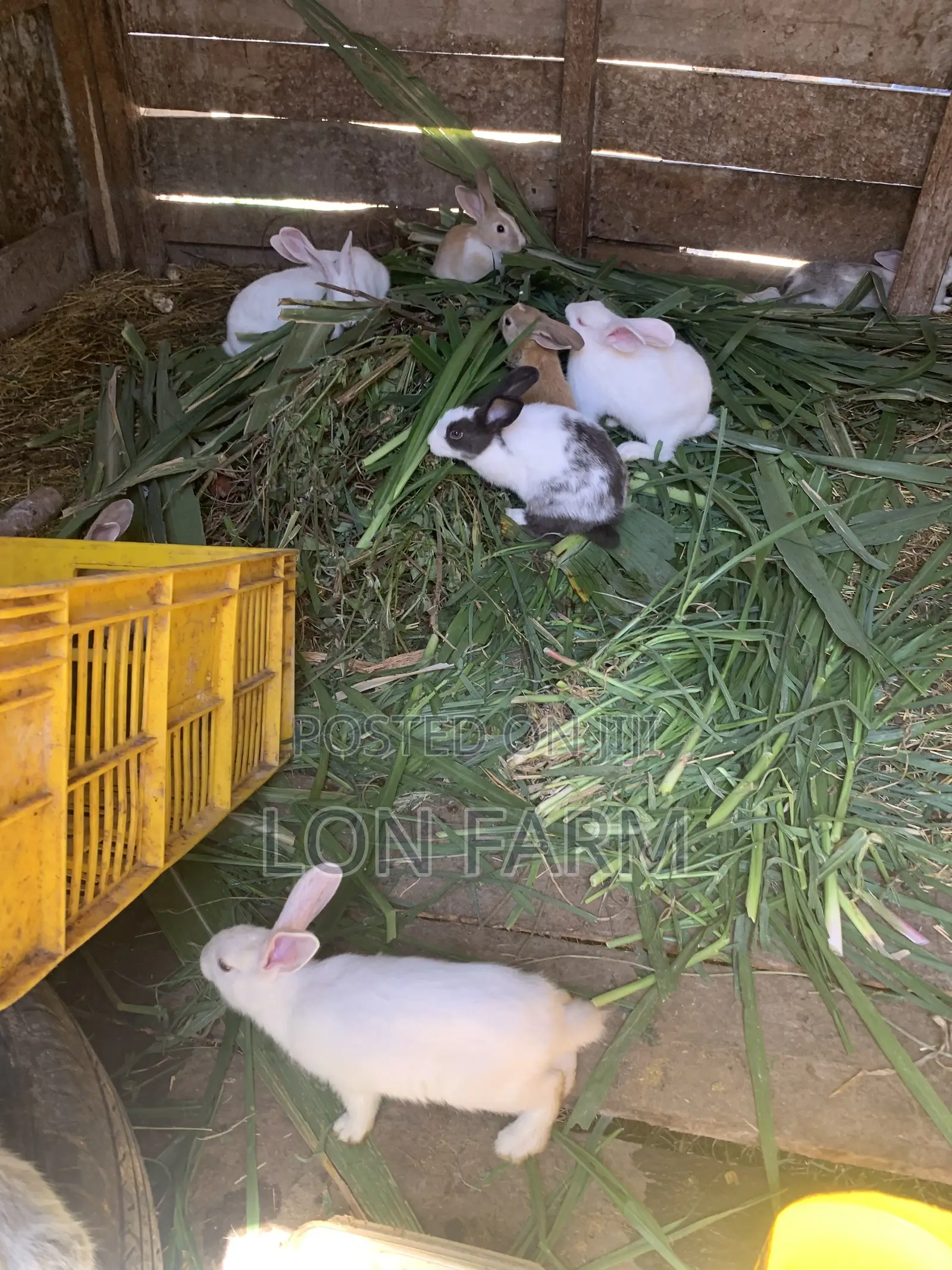 Best Quality Rabbits