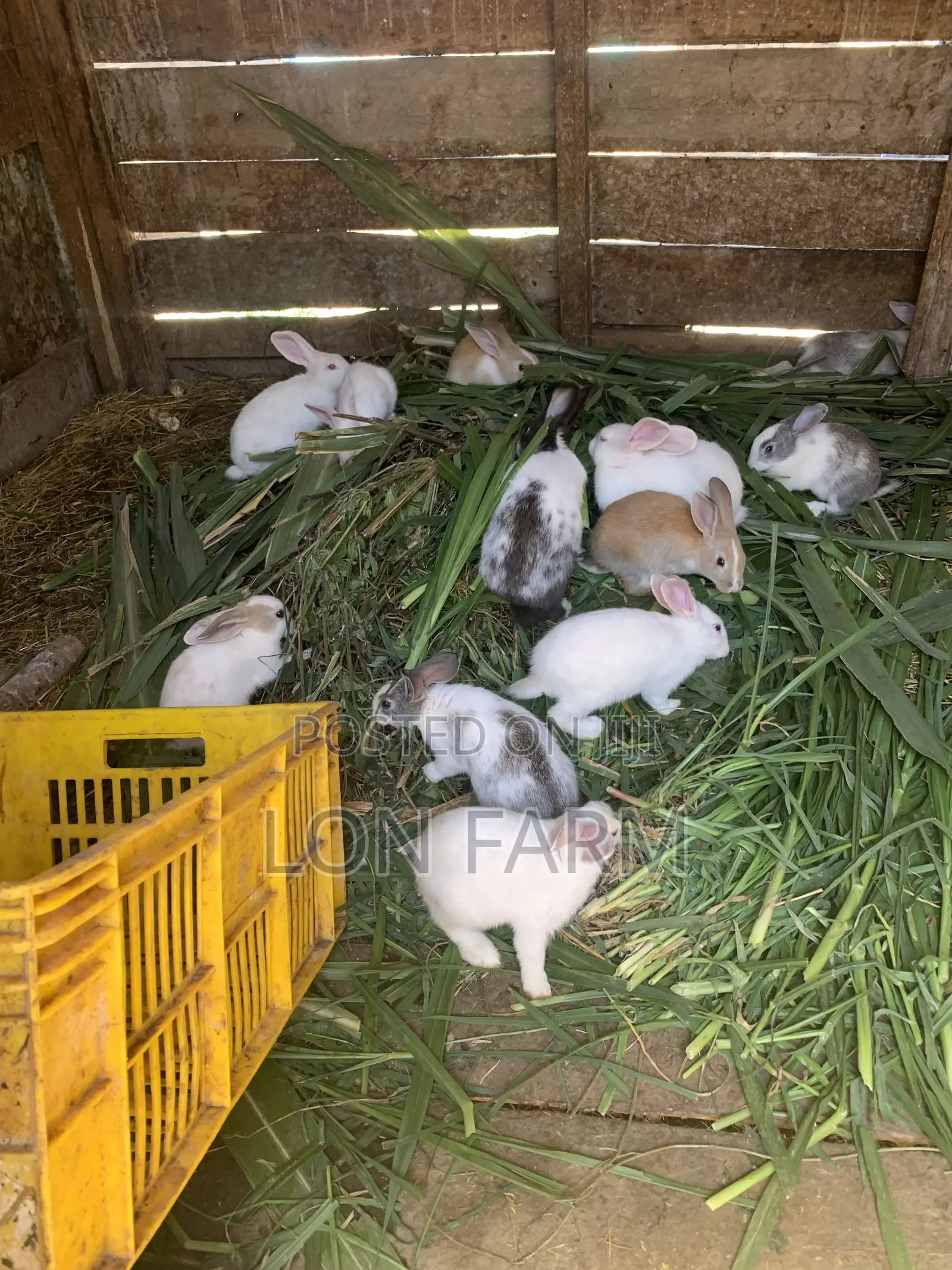 Best Quality Rabbits
