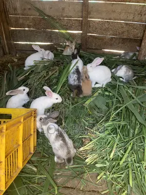 Best Quality Rabbits