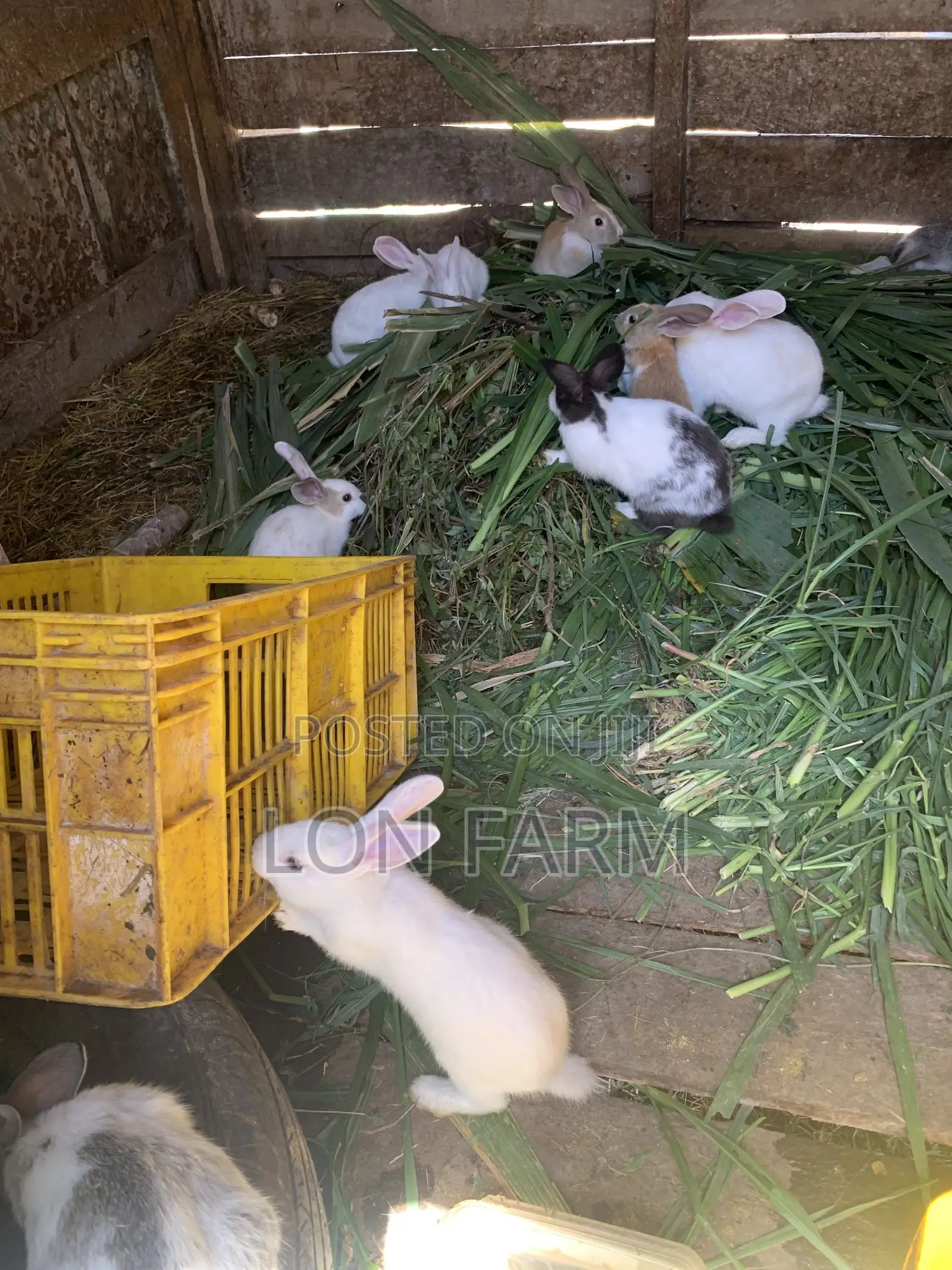 Best Quality Rabbits