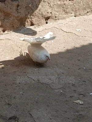 Local Pigeons