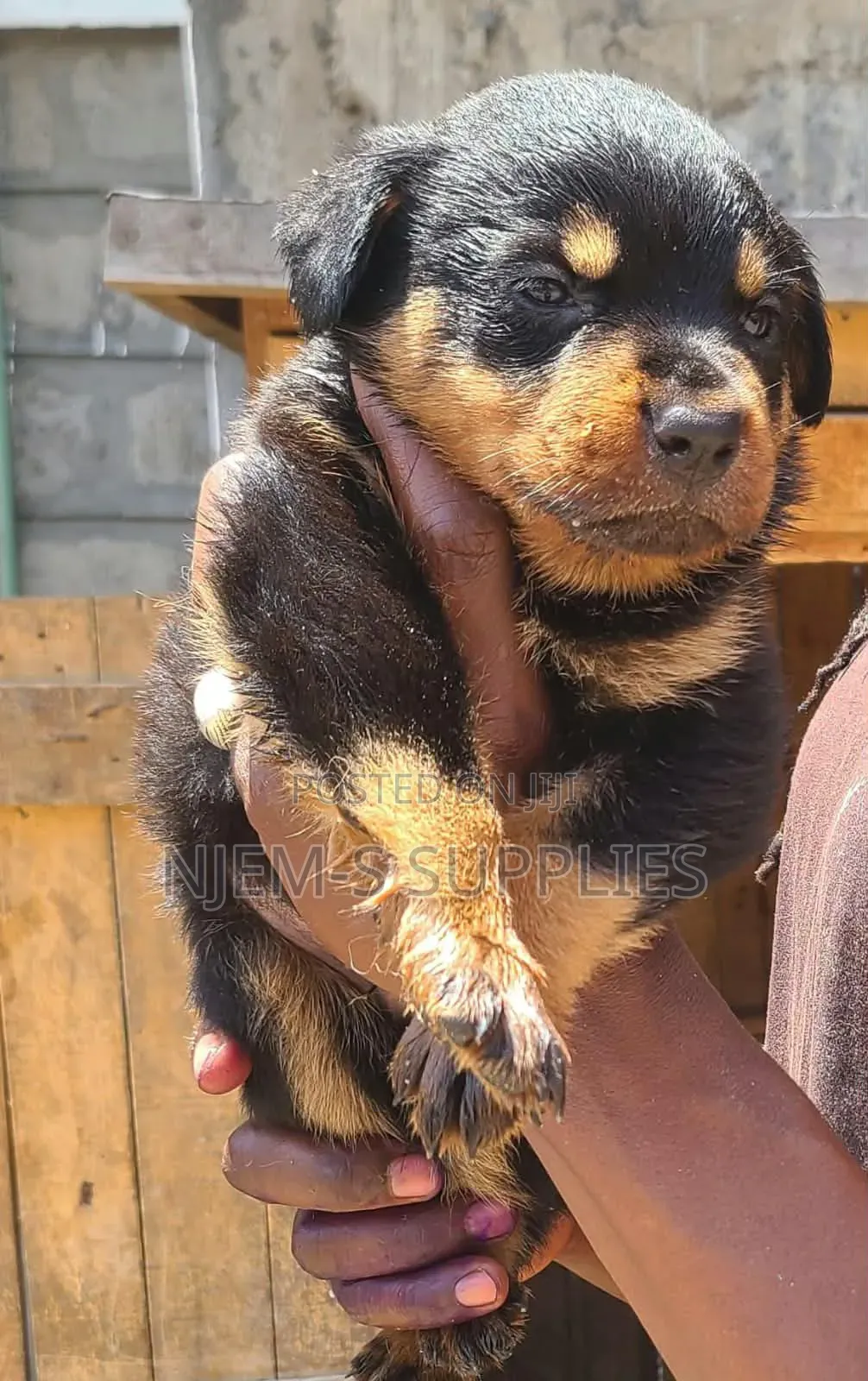 1-3 months Male Purebred Rottweiler