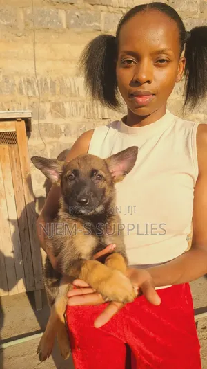 1-3 months Male Purebred Belgian Malinois