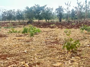 50x100 Land for Sale in Murang'a - Ready Title Deed