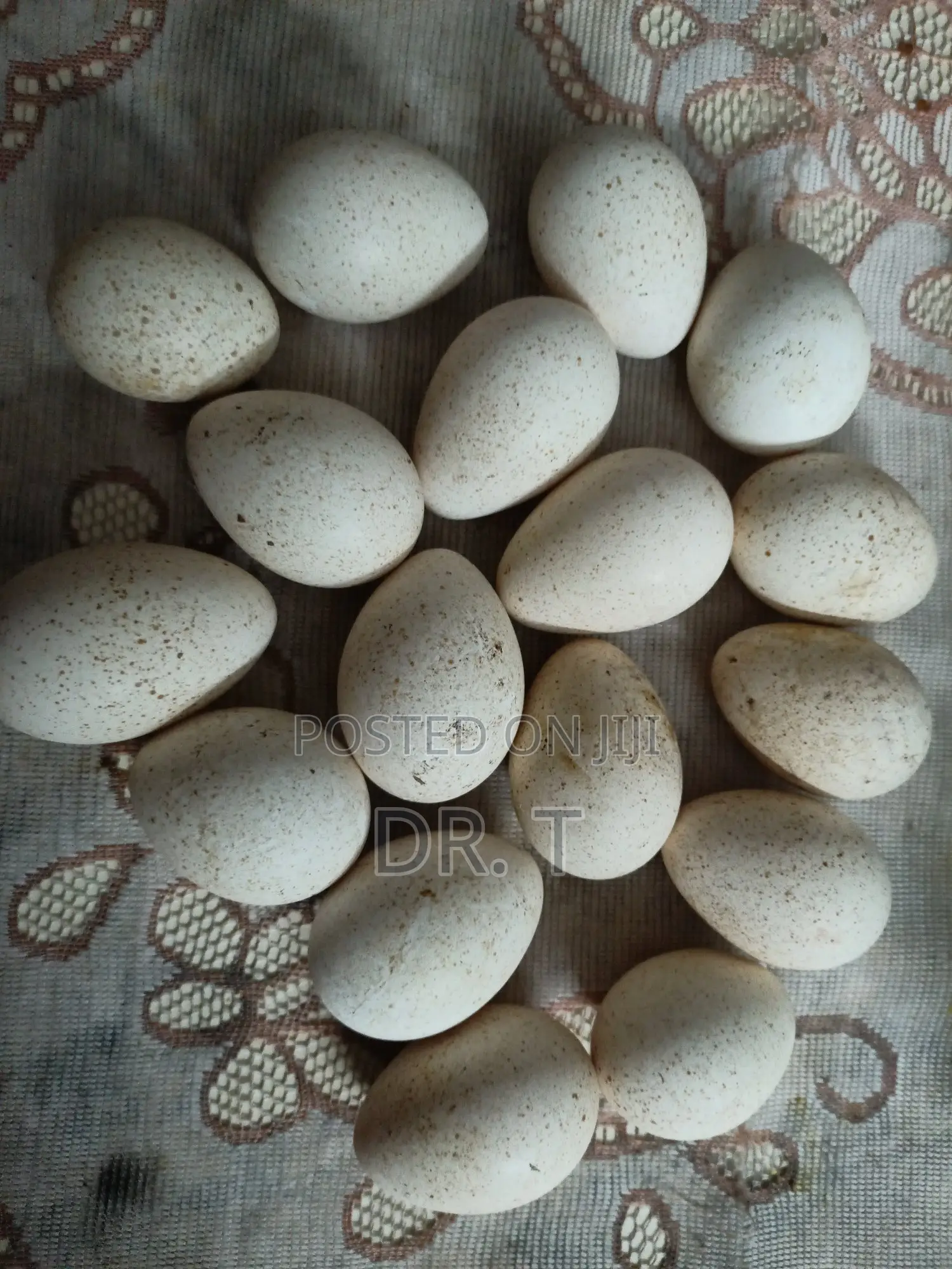 Turkey Eggs Fertilised