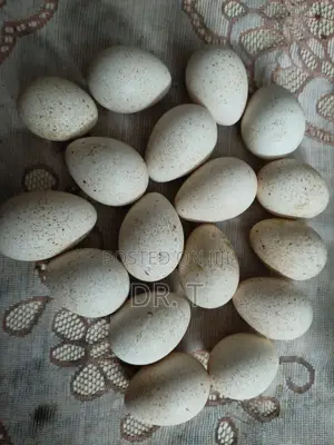 Turkey Eggs Fertilised